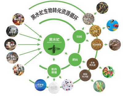 廣東發(fā)布團(tuán)標(biāo) 推動(dòng)廚余垃圾養(yǎng)殖黑水虻產(chǎn)業(yè)化，探索生物質(zhì)能服務(wù)新路徑